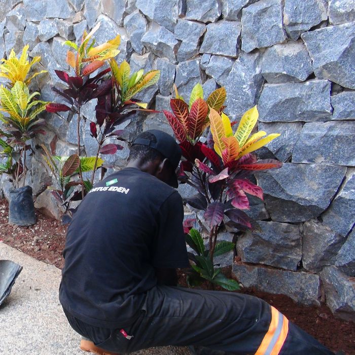 Landscaping crew working on plant installation